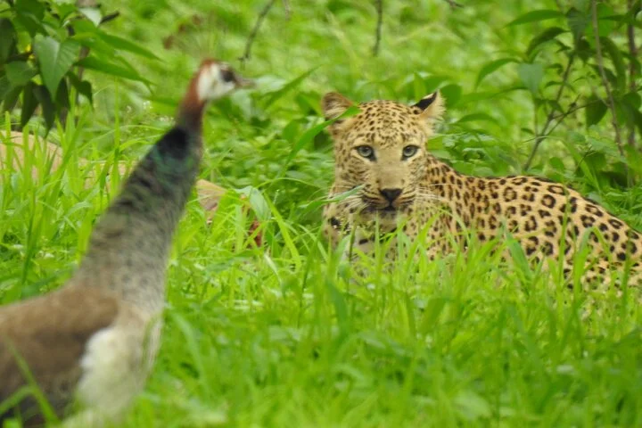 Wildlife at the reserve