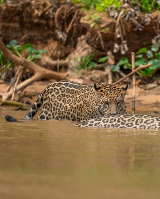 Leopard at Amagarh Leopard Reserve