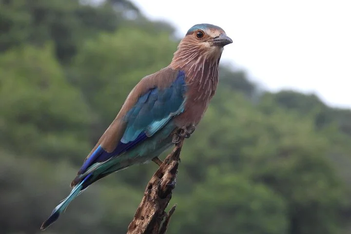 Wildlife at Amagarh Leopard Reserve