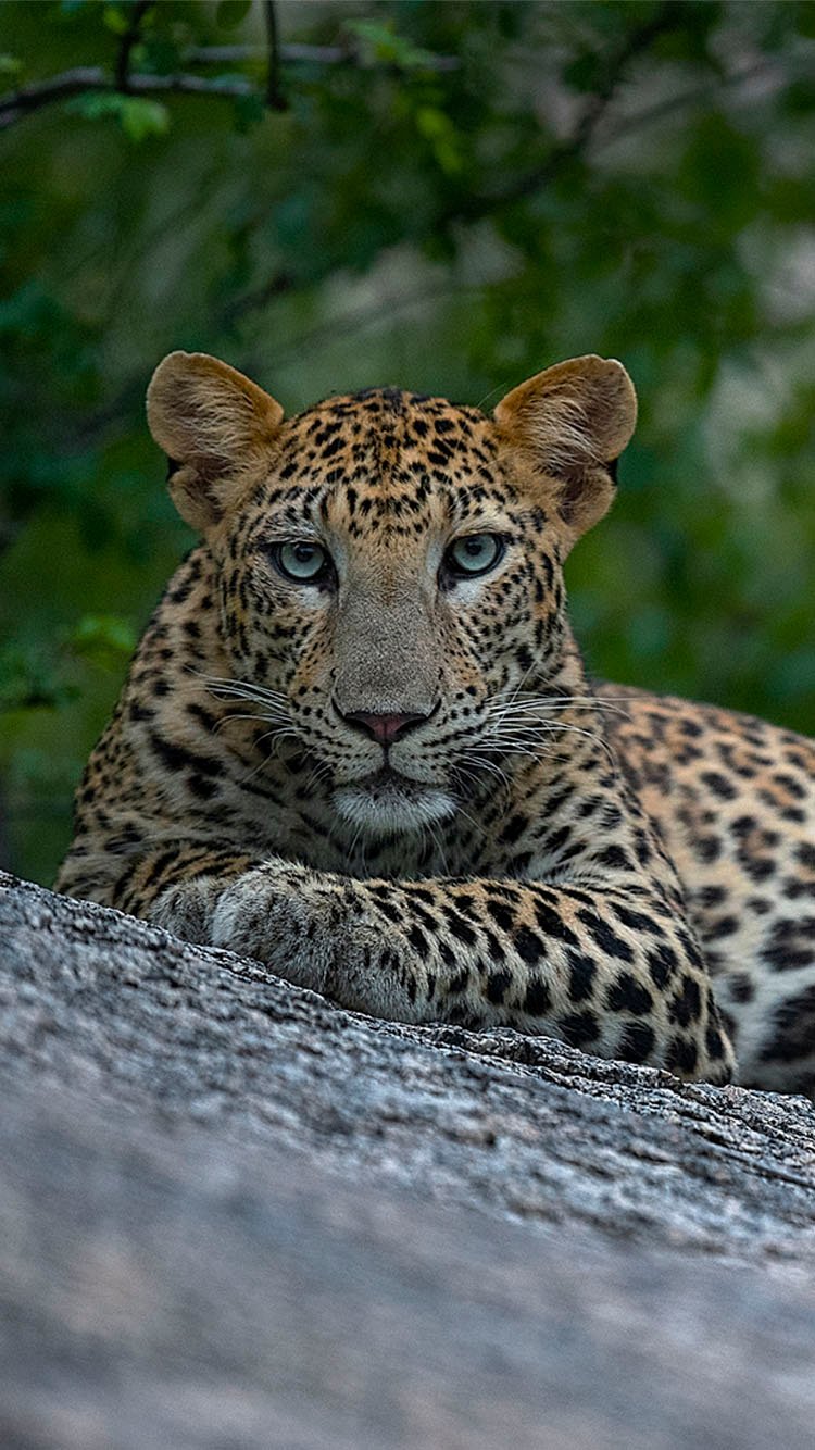 Leopard photographed on safari