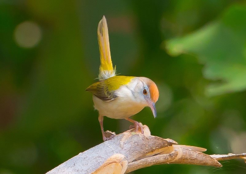 Birdwatching near the reserve