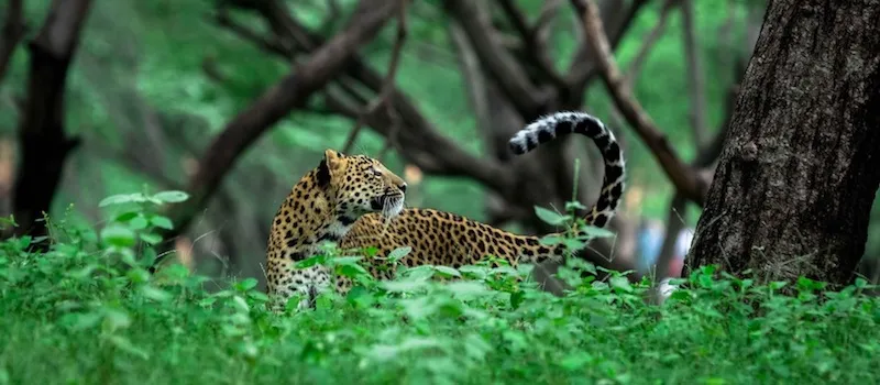 Leopard walking along a forest track