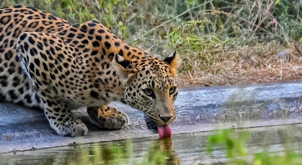 Leopard safari at Amagarh