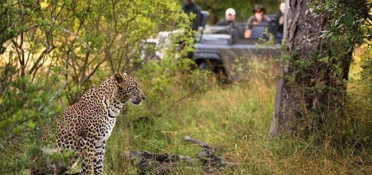 Evening leopard safari in Rajasthan