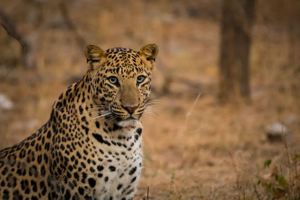 Leopard resting on a rock