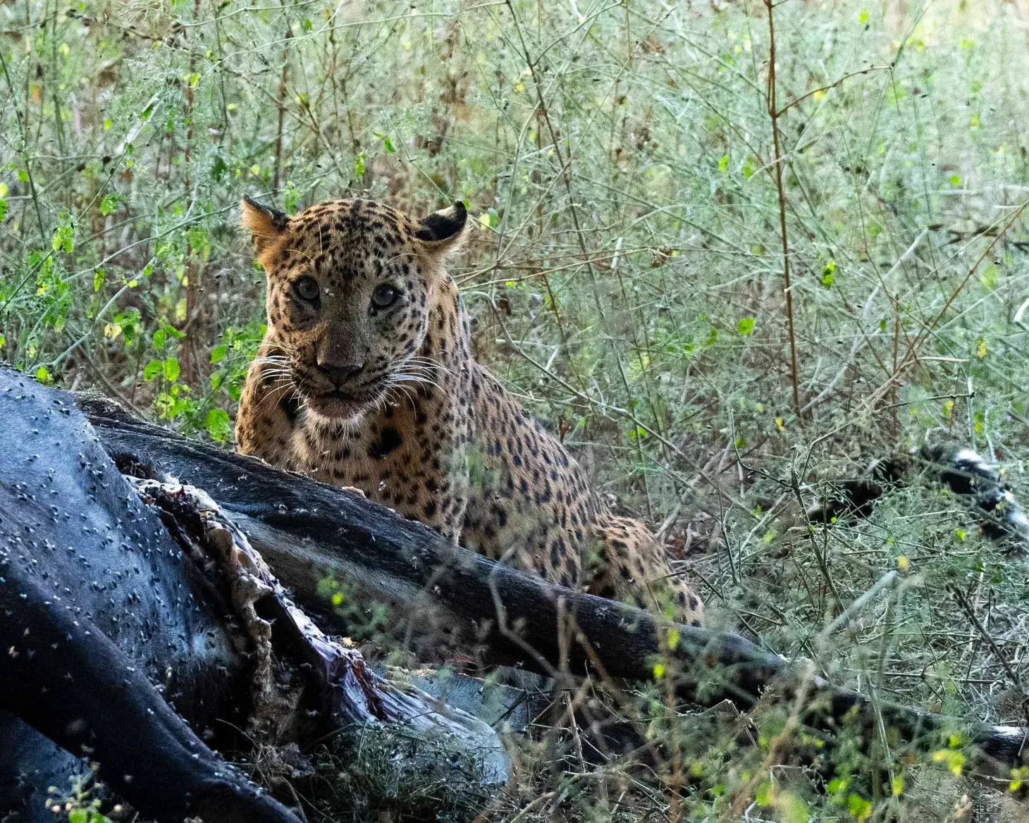 amagarh leopard safari image 1