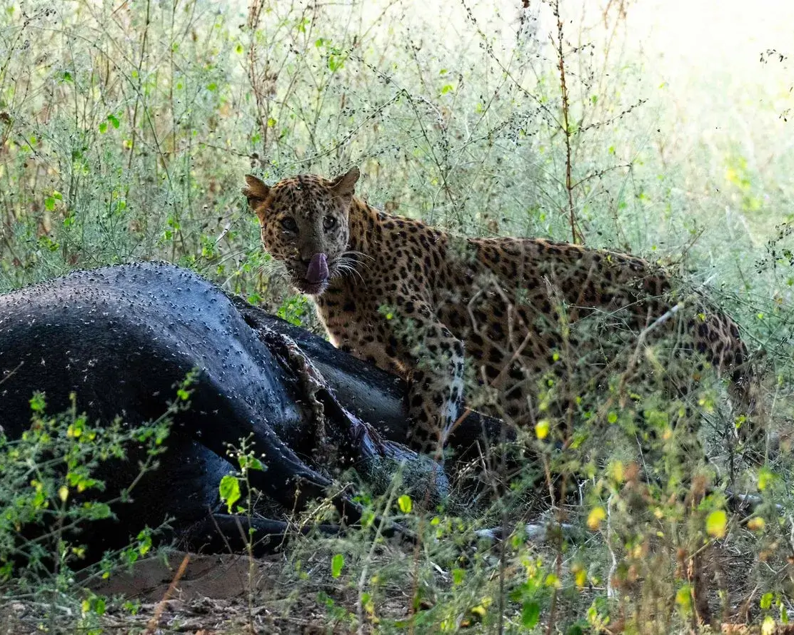 amagarh leopard safari image 2