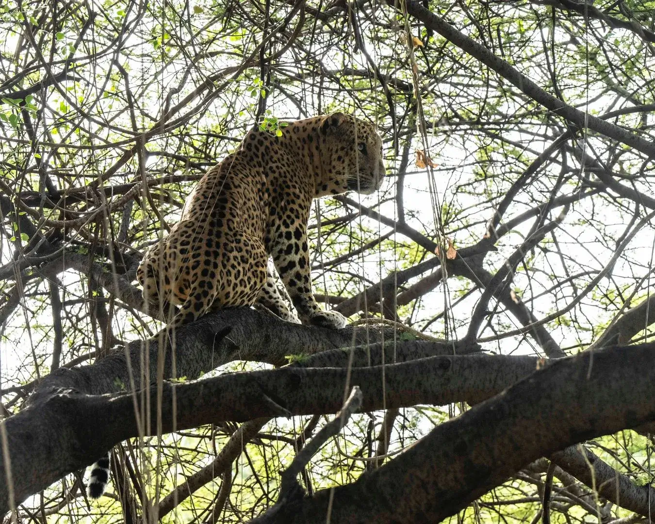 amagarh leopard safari image 3