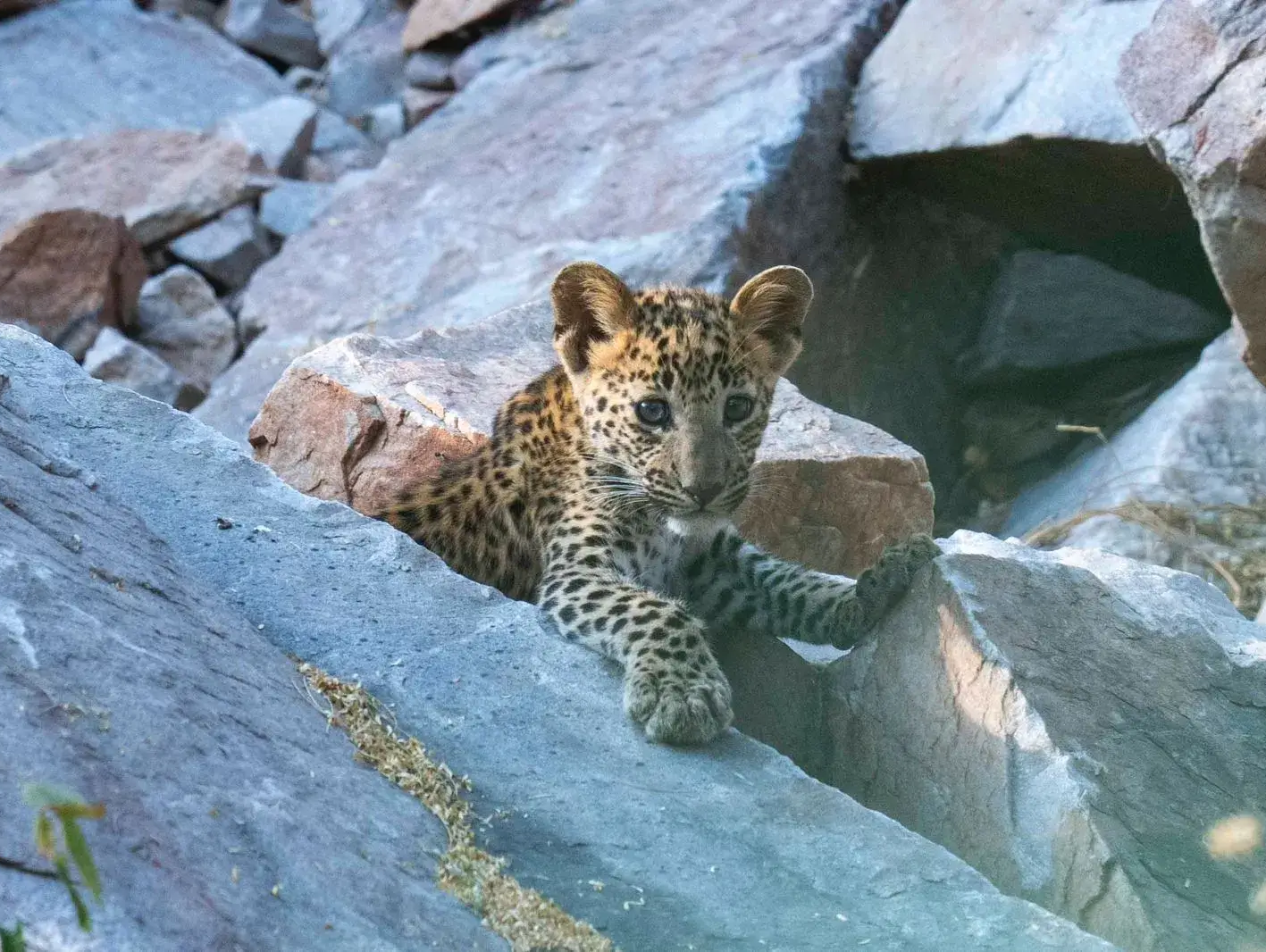 amagarh leopard safari image 4