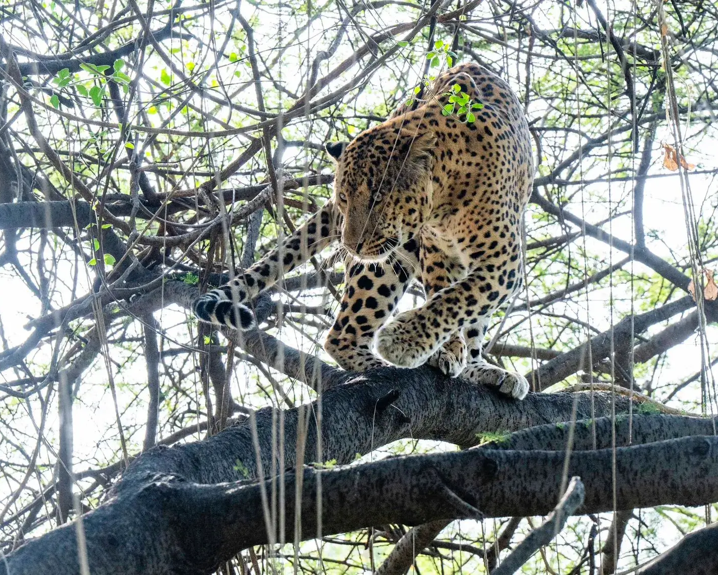 amagarh leopards safari image 2 (1)